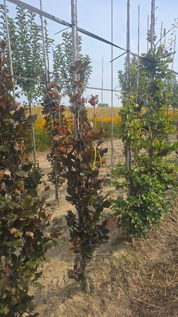 Fagus syl. 'Dawyck Purple' 150-175 cm met kluit geveerd - afbeelding 1