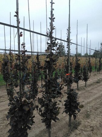 Fagus syl. 'Dawyck Purple' 6-8 cm met kluit geveerd - afbeelding 1