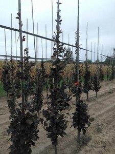 Fagus syl. 'Dawyck Purple' 6-8 cm met kluit geveerd