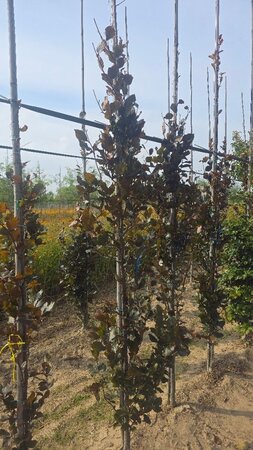 Fagus syl. 'Dawyck Purple' 6-8 cm met kluit geveerd - afbeelding 2