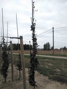 Fagus syl. 'Dawyck Purple' 8-10 cm met kluit geveerd