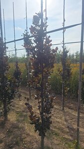 Fagus syl. 'Dawyck Purple' 8-10 cm met kluit geveerd - afbeelding 2