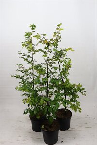 Fagus sylvatica 100-125 cm cont. 7,5L
