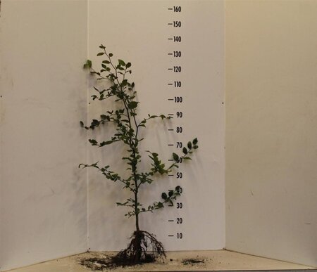 Fagus sylvatica 100-125 cm wortelgoed 3 jarig verplante zaailin - afbeelding 1