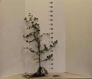 Fagus sylvatica 100-125 cm wortelgoed 3 jarig verplante zaailin