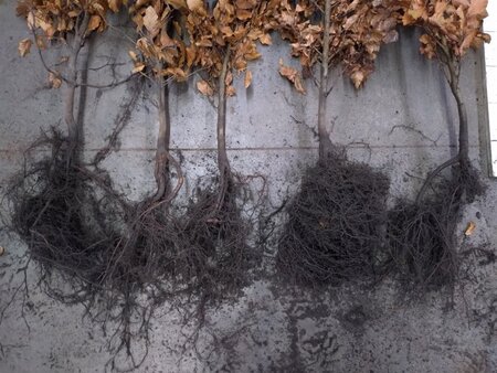 Fagus sylvatica 100-125 cm wortelgoed 3 jarig verplante zaailin - afbeelding 1