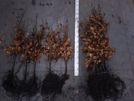 Fagus sylvatica 100-125 cm wortelgoed 3 jarig verplante zaailin - afbeelding 2