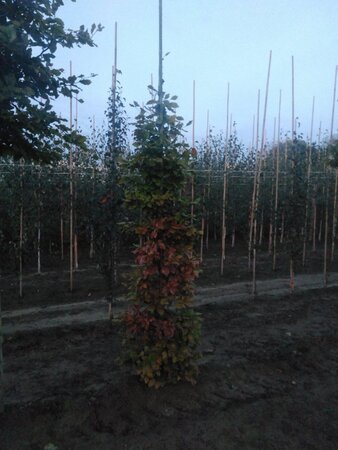 Fagus sylvatica 10-12 cm wortelgoed geveerd - afbeelding 6