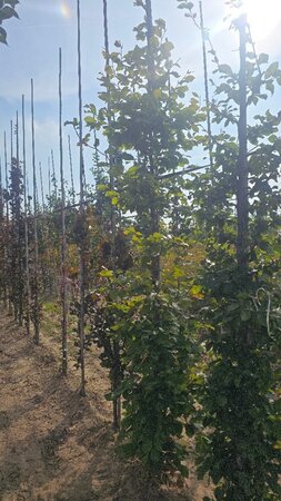 Fagus sylvatica 10-12 cm wortelgoed geveerd - afbeelding 2