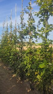 Fagus sylvatica 10-12 cm wortelgoed geveerd - afbeelding 5