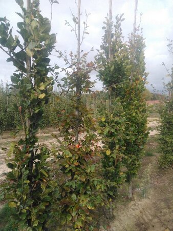 Fagus sylvatica 10-12 cm wortelgoed geveerd - afbeelding 7