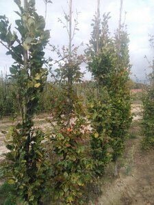 Fagus sylvatica 10-12 cm wortelgoed geveerd - afbeelding 7