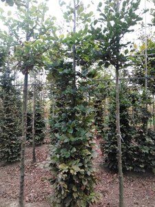 Fagus sylvatica 10-12 cm wortelgoed geveerd - afbeelding 3