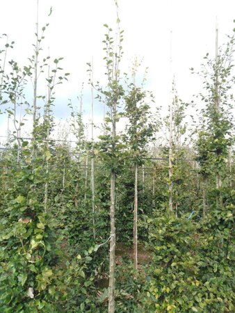 Fagus sylvatica 12-14 Hoogstam wortelgoed 2 X verplant - afbeelding 7