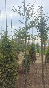 Fagus sylvatica 12-14 Hoogstam wortelgoed 2 X verplant