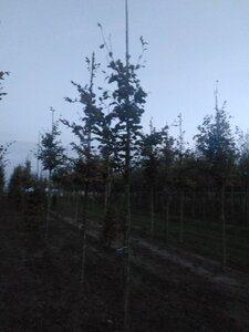 Fagus sylvatica 12-14 Hoogstam wortelgoed 2 X verplant - afbeelding 5