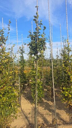 Fagus sylvatica 12-14 Hoogstam wortelgoed 2 X verplant - afbeelding 2