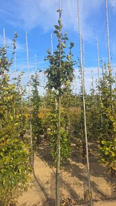 Fagus sylvatica 12-14 Hoogstam wortelgoed 2 X verplant - afbeelding 2