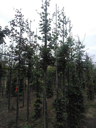 Fagus sylvatica 12-14 Hoogstam wortelgoed 2 X verplant - afbeelding 4