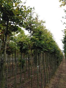 Fagus sylvatica 12-14 Hoogstam wortelgoed 2 X verplant - afbeelding 6