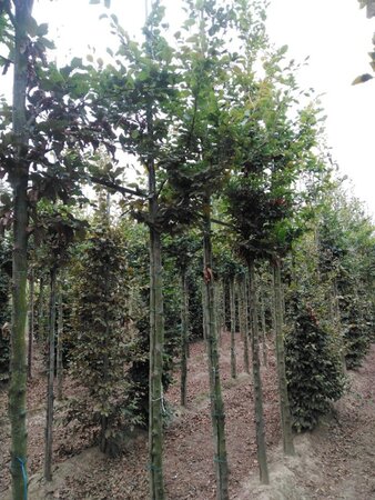 Fagus sylvatica 12-14 Hoogstam wortelgoed 2 X verplant - afbeelding 3