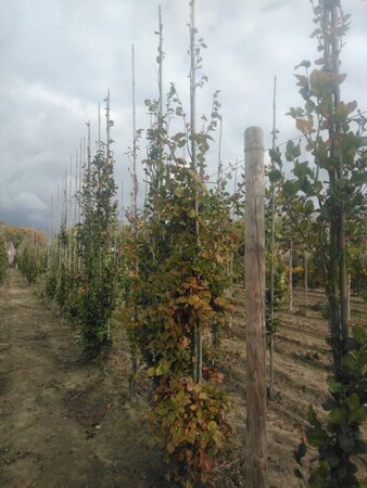 Fagus sylvatica 12-14 cm wortelgoed geveerd 2 X verplant - afbeelding 6