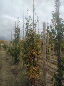 Fagus sylvatica 12-14 cm wortelgoed geveerd 2 X verplant - afbeelding 6