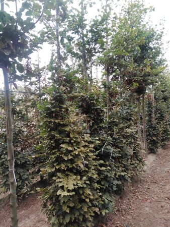 Fagus sylvatica 12-14 cm wortelgoed geveerd 2 X verplant - afbeelding 4