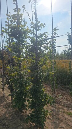Fagus sylvatica 12-14 cm wortelgoed geveerd 2 X verplant - afbeelding 1