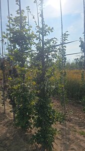 Fagus sylvatica 12-14 cm wortelgoed geveerd 2 X verplant