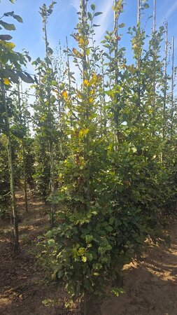 Fagus sylvatica 12-14 cm wortelgoed geveerd 2 X verplant - afbeelding 3