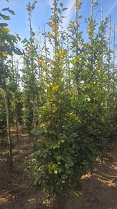 Fagus sylvatica 12-14 cm wortelgoed geveerd 2 X verplant - afbeelding 3