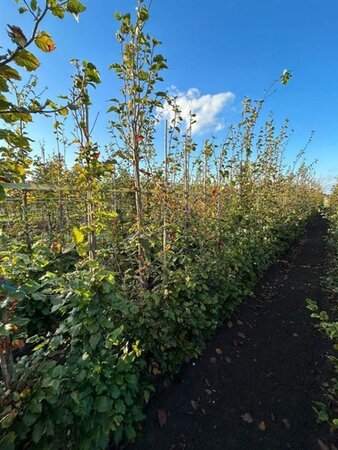 Fagus sylvatica 12-14 cm wortelgoed geveerd 2 X verplant - afbeelding 2