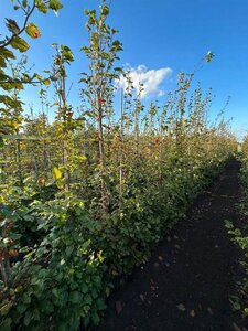 Fagus sylvatica 12-14 cm wortelgoed geveerd 2 X verplant - afbeelding 2