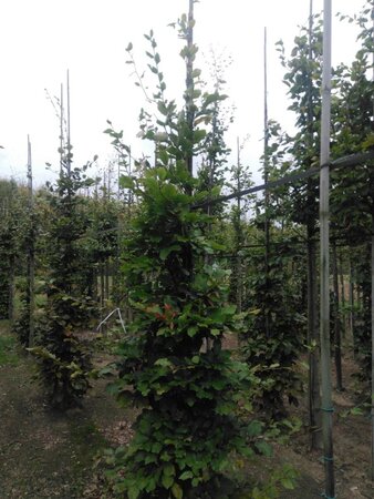 Fagus sylvatica 12-14 cm wortelgoed geveerd 2 X verplant - afbeelding 5