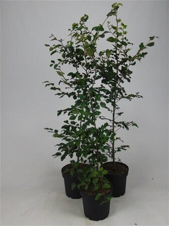 Fagus sylvatica 125-150 cm cont. 7,5L