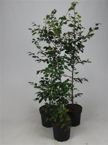 Fagus sylvatica 125-150 cm cont. 7,5L
