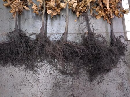 Fagus sylvatica 125-150 cm wortelgoed 3 jarig verplante zaailin - afbeelding 1