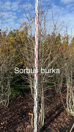 Fagus sylvatica 125-150 cm wortelgoed 3 jarig verplante zaailin - afbeelding 3