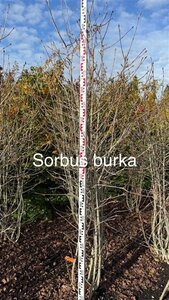 Fagus sylvatica 125-150 cm wortelgoed 3 jarig verplante zaailin - afbeelding 3