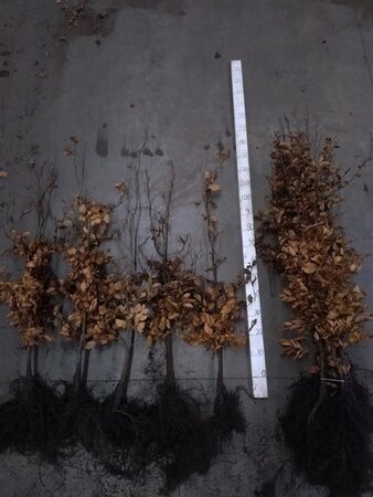 Fagus sylvatica 125-150 cm wortelgoed 3 jarig verplante zaailin - afbeelding 2
