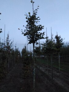 Fagus sylvatica 14-16 Hoogstam wortelgoed 2 X verplant - afbeelding 3