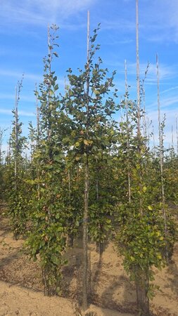 Fagus sylvatica 14-16 Hoogstam wortelgoed 2 X verplant - afbeelding 1