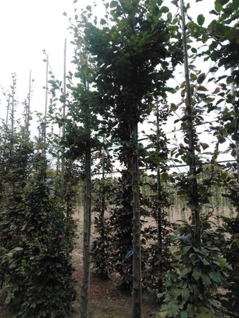 Fagus sylvatica 14-16 Hoogstam wortelgoed 2 X verplant - afbeelding 4