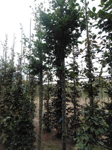 Fagus sylvatica 14-16 Hoogstam wortelgoed 2 X verplant - afbeelding 4