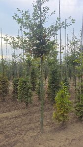 Fagus sylvatica 14-16 Hoogstam wortelgoed 2 X verplant - afbeelding 2