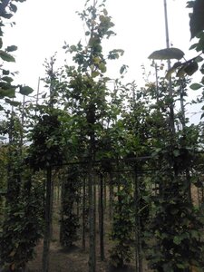 Fagus sylvatica 14-16 Hoogstam wortelgoed 2 X verplant - afbeelding 5