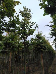 Fagus sylvatica 14-16 Hoogstam wortelgoed 2 X verplant - afbeelding 6