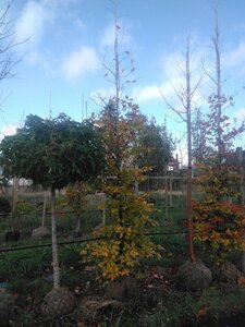 Fagus sylvatica 14-16 cm BR feathered 3 X V