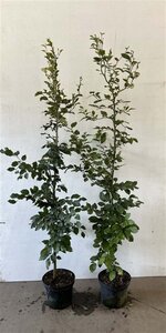 Fagus sylvatica 150-175 cm cont. 7,5L - afbeelding 3